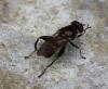 Chalcosyrphus nemorum